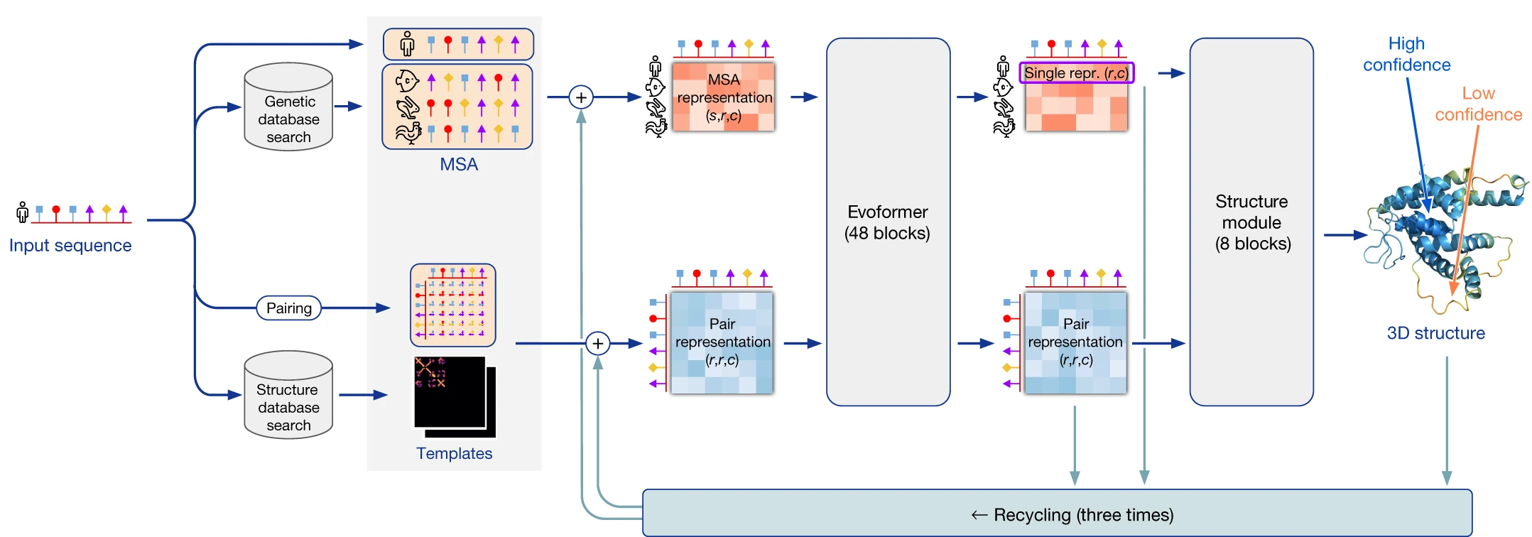 **Architectural diagram of the AlphaFold 2 protein structure
prediction system.** The protein sequence is contrasted against sequence
and structure databases, in order to produce, respectively, a multiple
sequence alignment (MSA) and a list of potential templates. This is
information is passed to the Evoformer module, which extracts
information from the MSA into the geometric representation of the
protein (and viceversa), and ultimately to the structure module, which
builds the final structure. Image modified from Jumper *et
al. *<a class="citation" href="#alphafold2">[32]</a>.