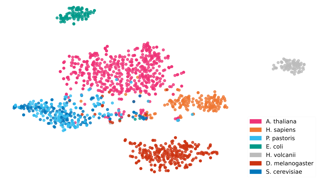 How large language models are shaping modern protein science