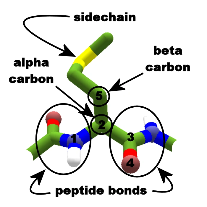 The structure of an amino acid