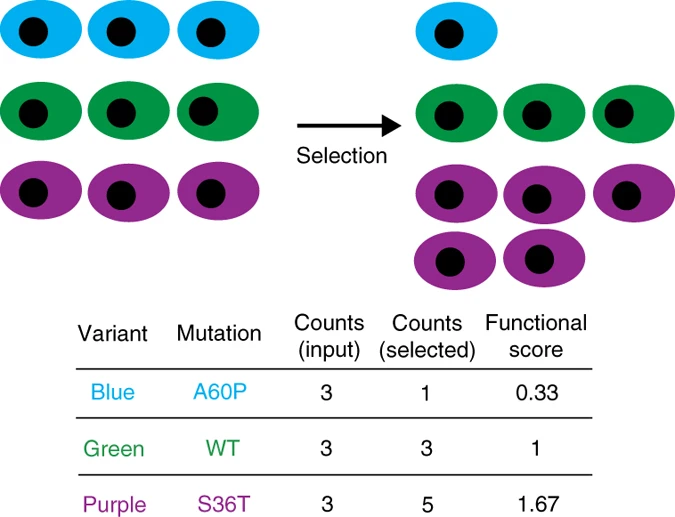 Deep mutational scanning