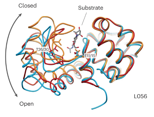 Structure of the L056 designed lysozyme compared to hen white egg lysozyme